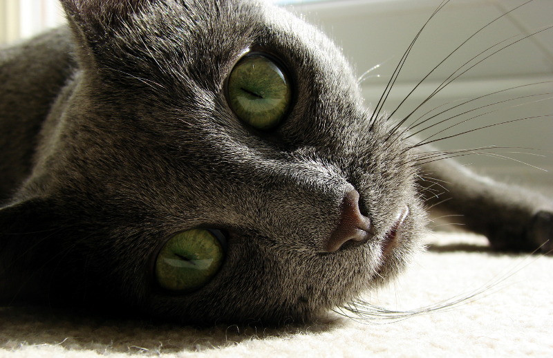 Russian_Blue_closeup1.jpg