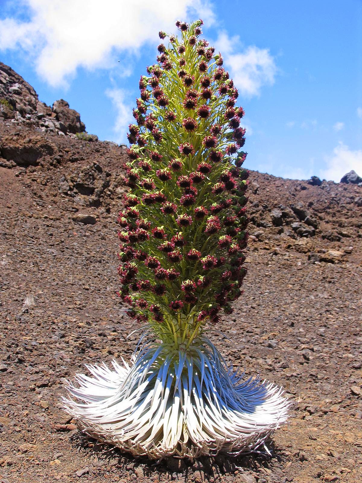 sable de plata.jpg