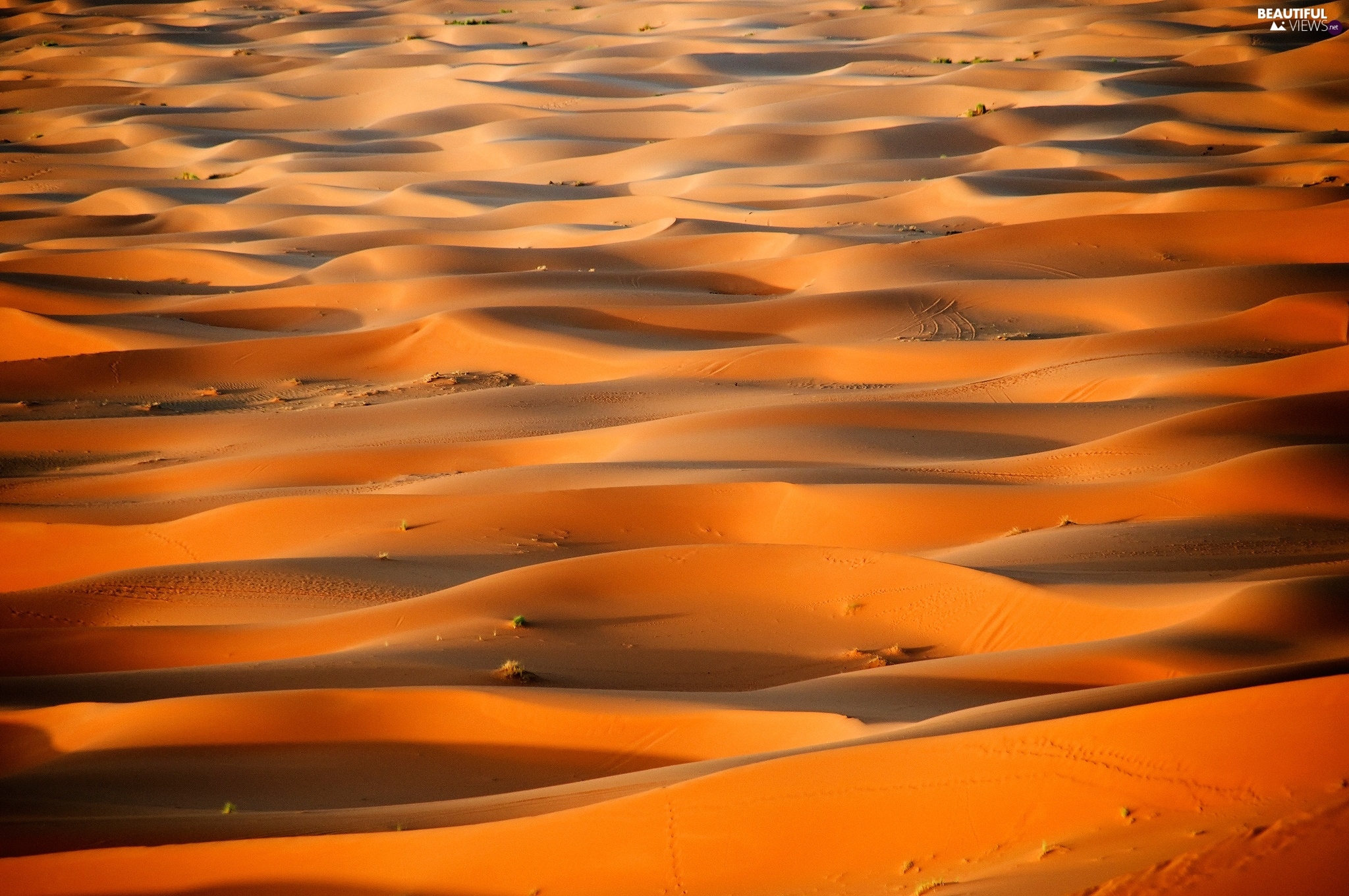 sachar-desert-sand.jpg