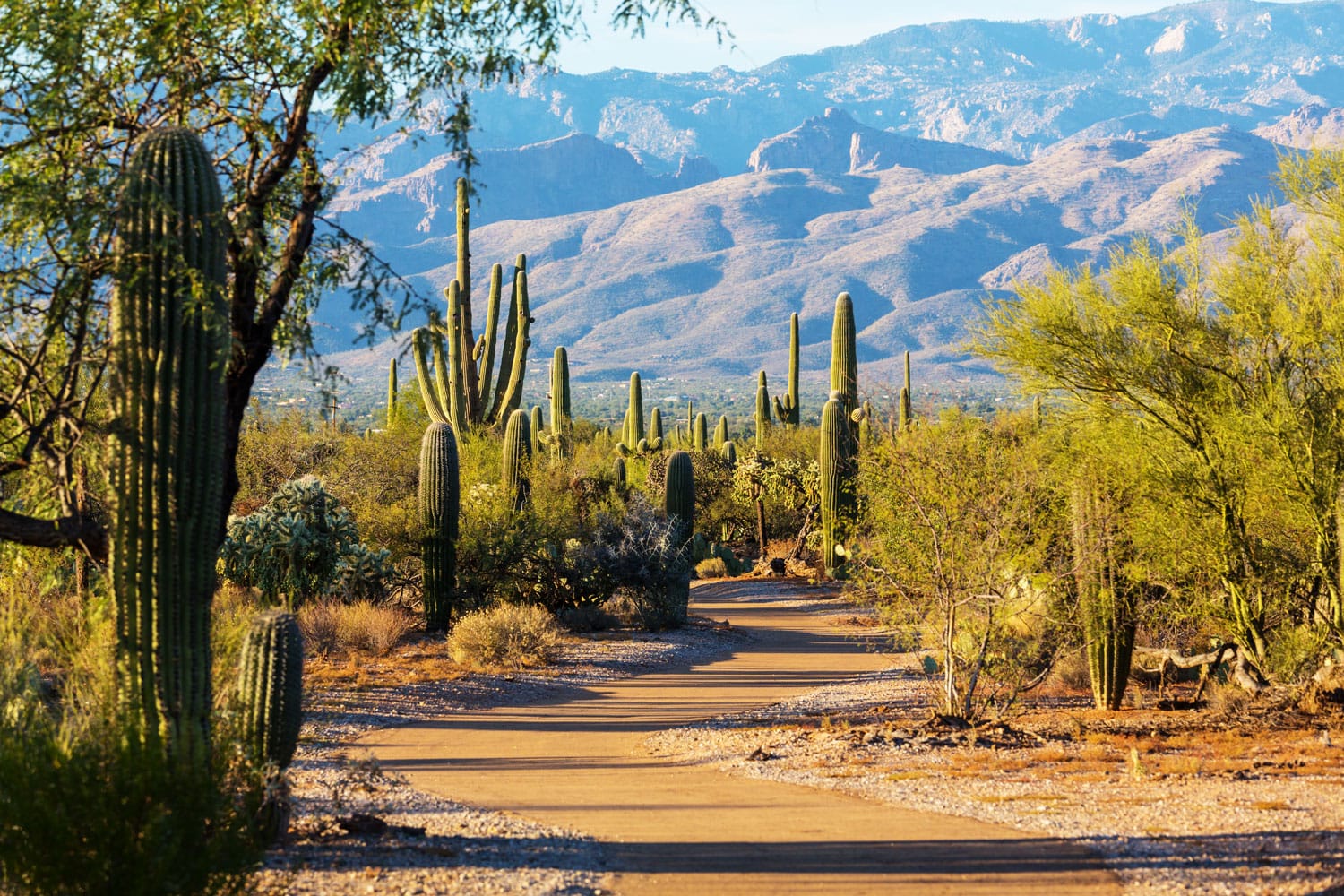 saguaro-national-park-usa-shutterstock_710761231.jpeg