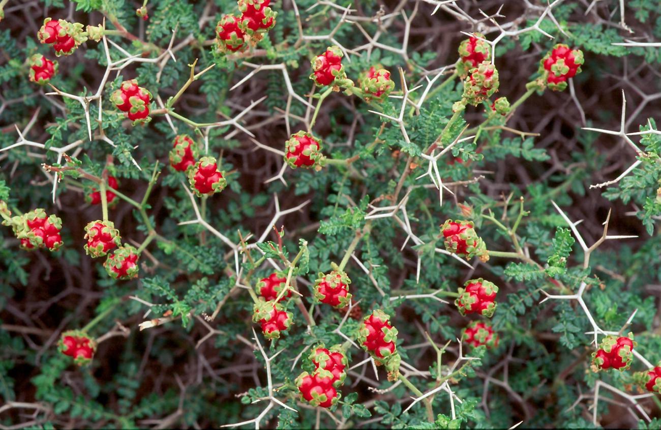 sarcopoterium-spinosum.jpg