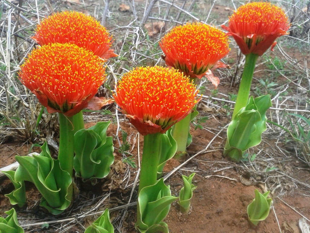 scadoxus puniceus.jpg