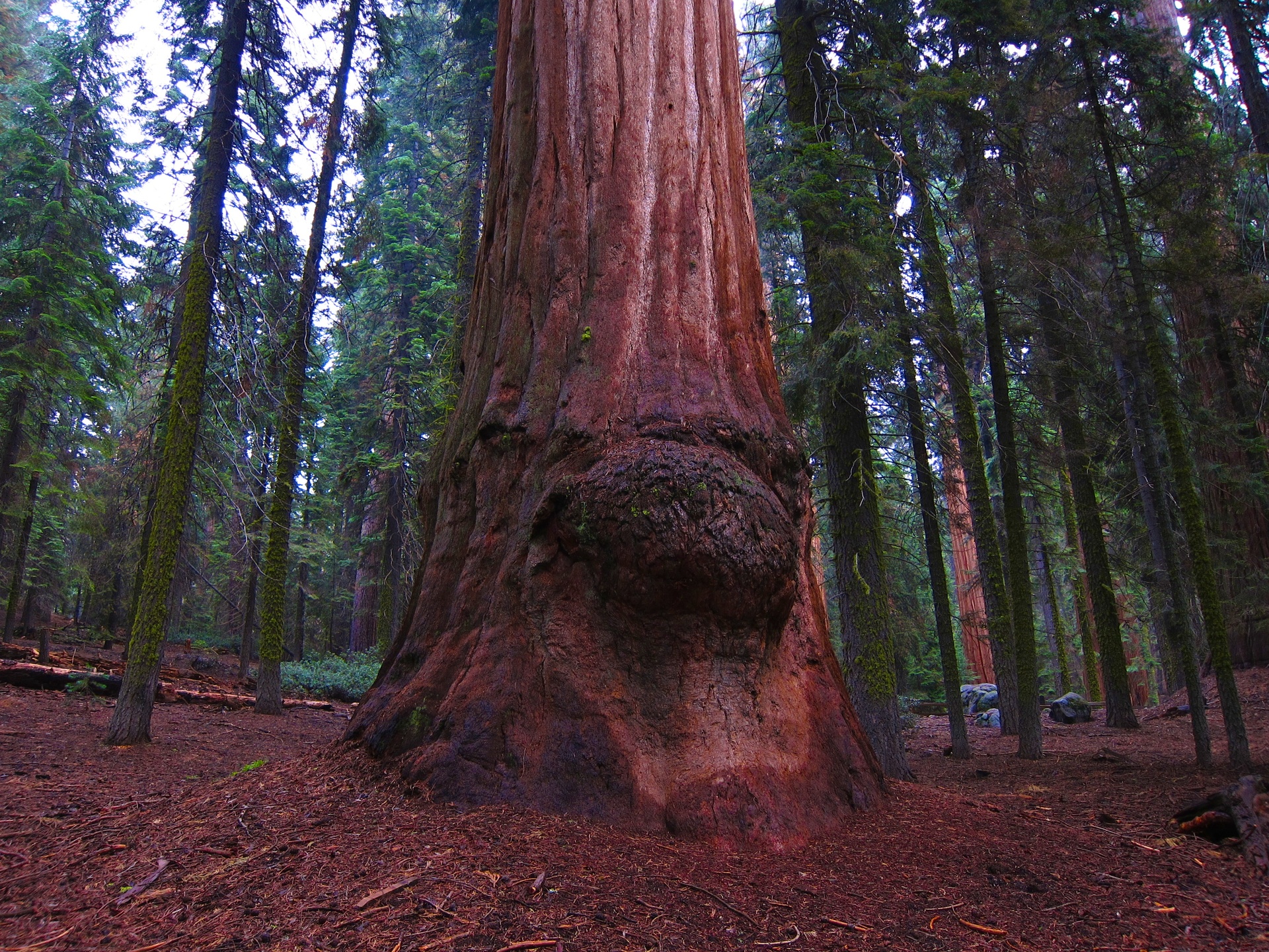 ScenicDesktops_GiantSequoia.jpg