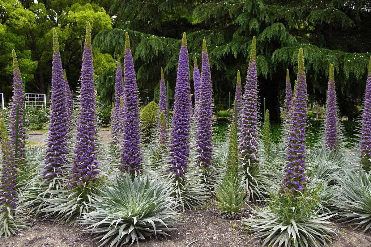 sementes-de-torre-de-joias-echium-pininana-flor-rosa-mudas-501101-MLB20261353951_032015-F.jpg