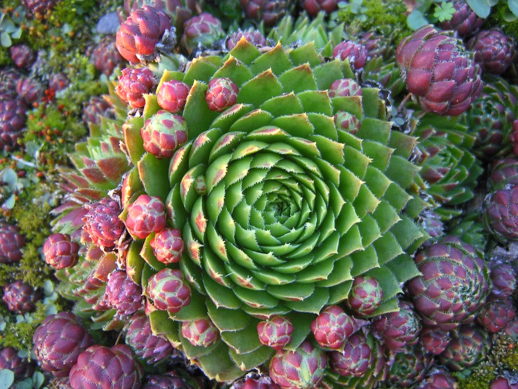 Sempervivum2.jpg