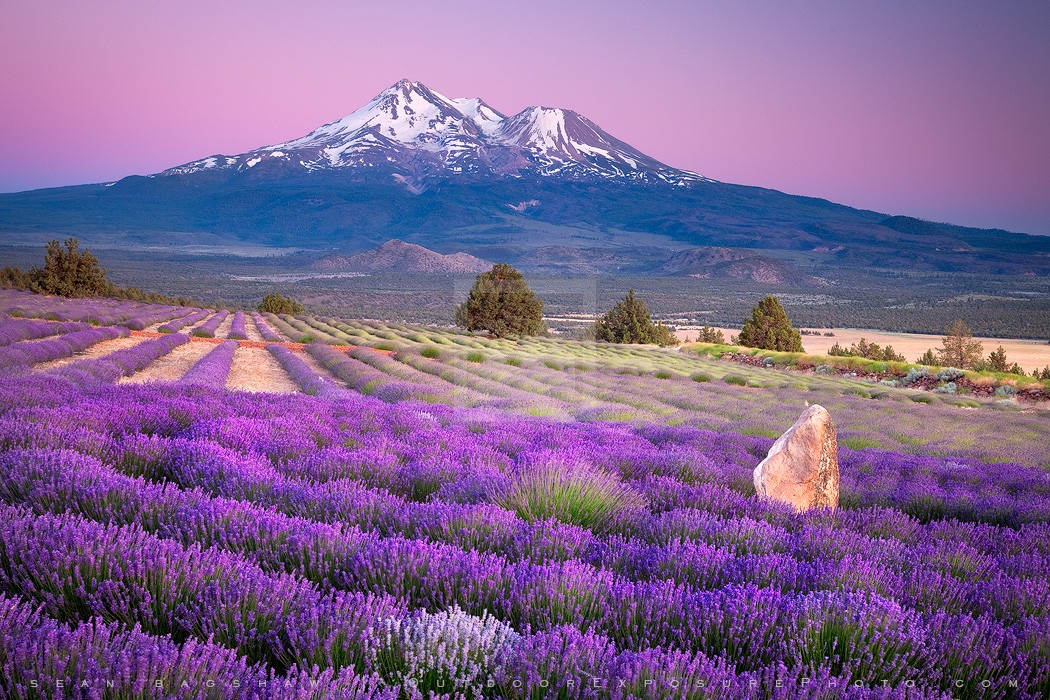 shasta-lavender-wm.jpg