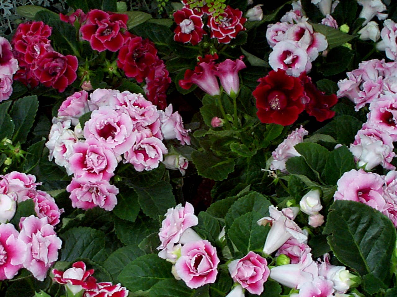 sinningia-gloxinia-2.jpg