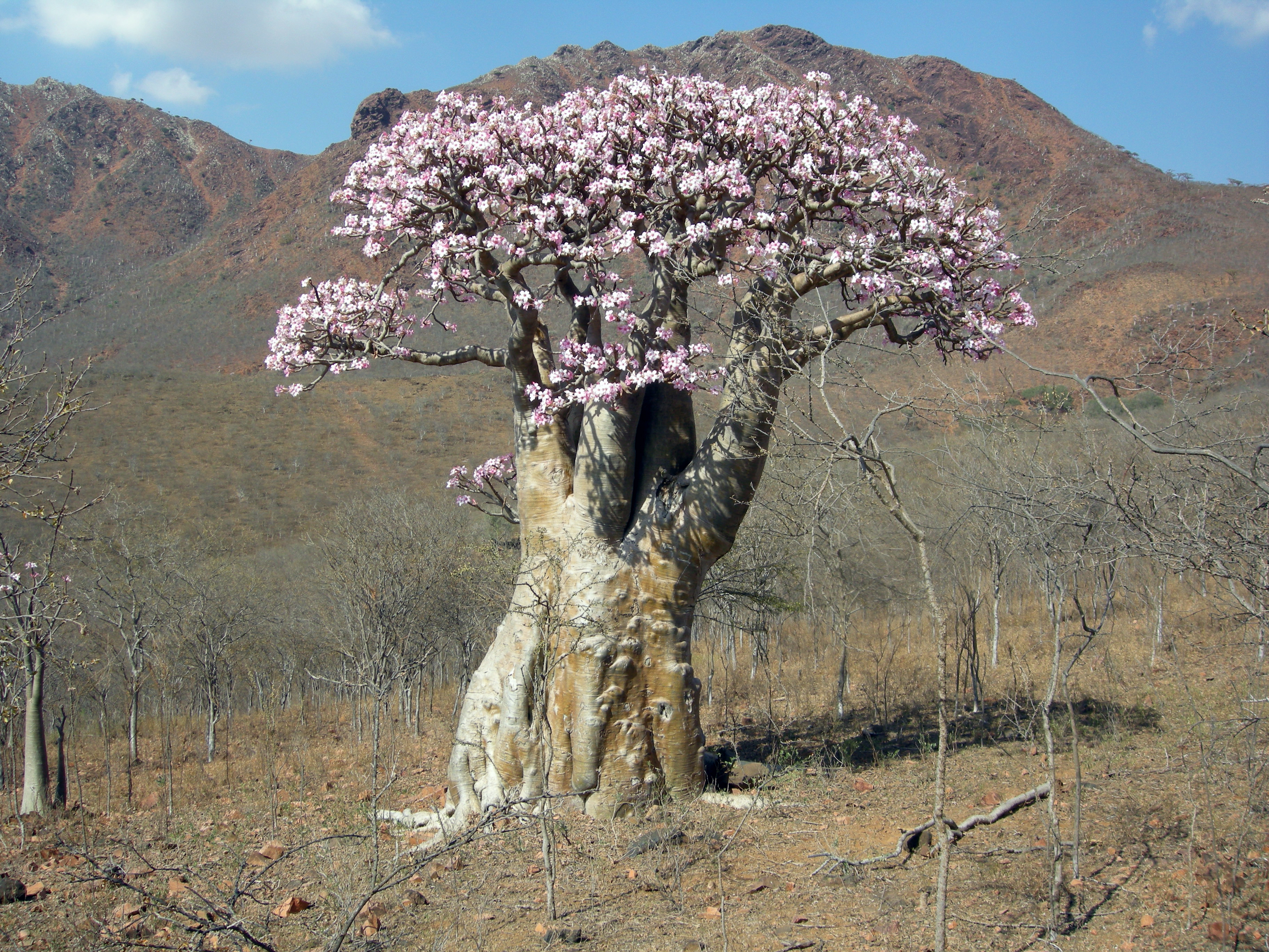 Socotra Island Tree 11.jpg