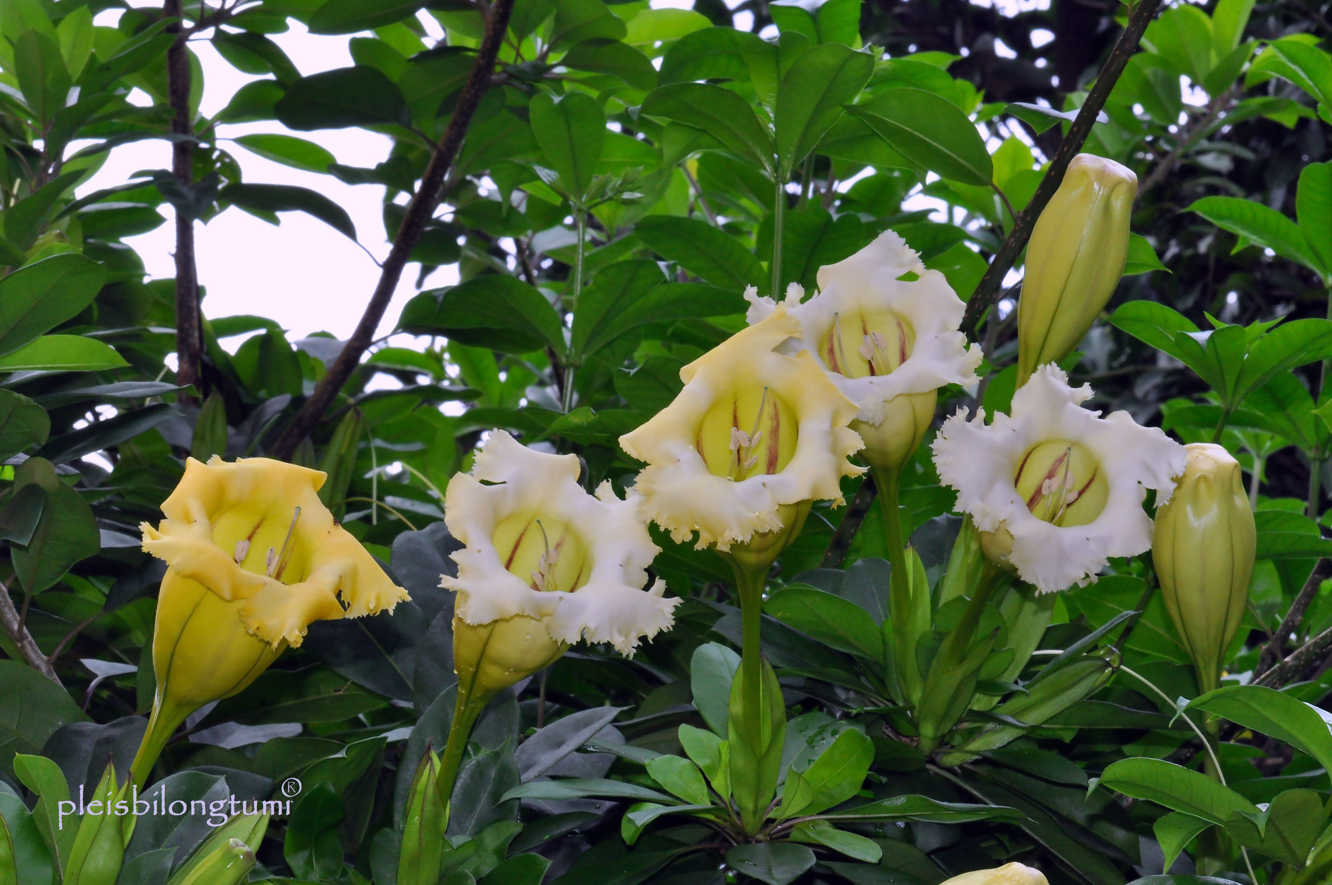 solandra-longiflora.jpg