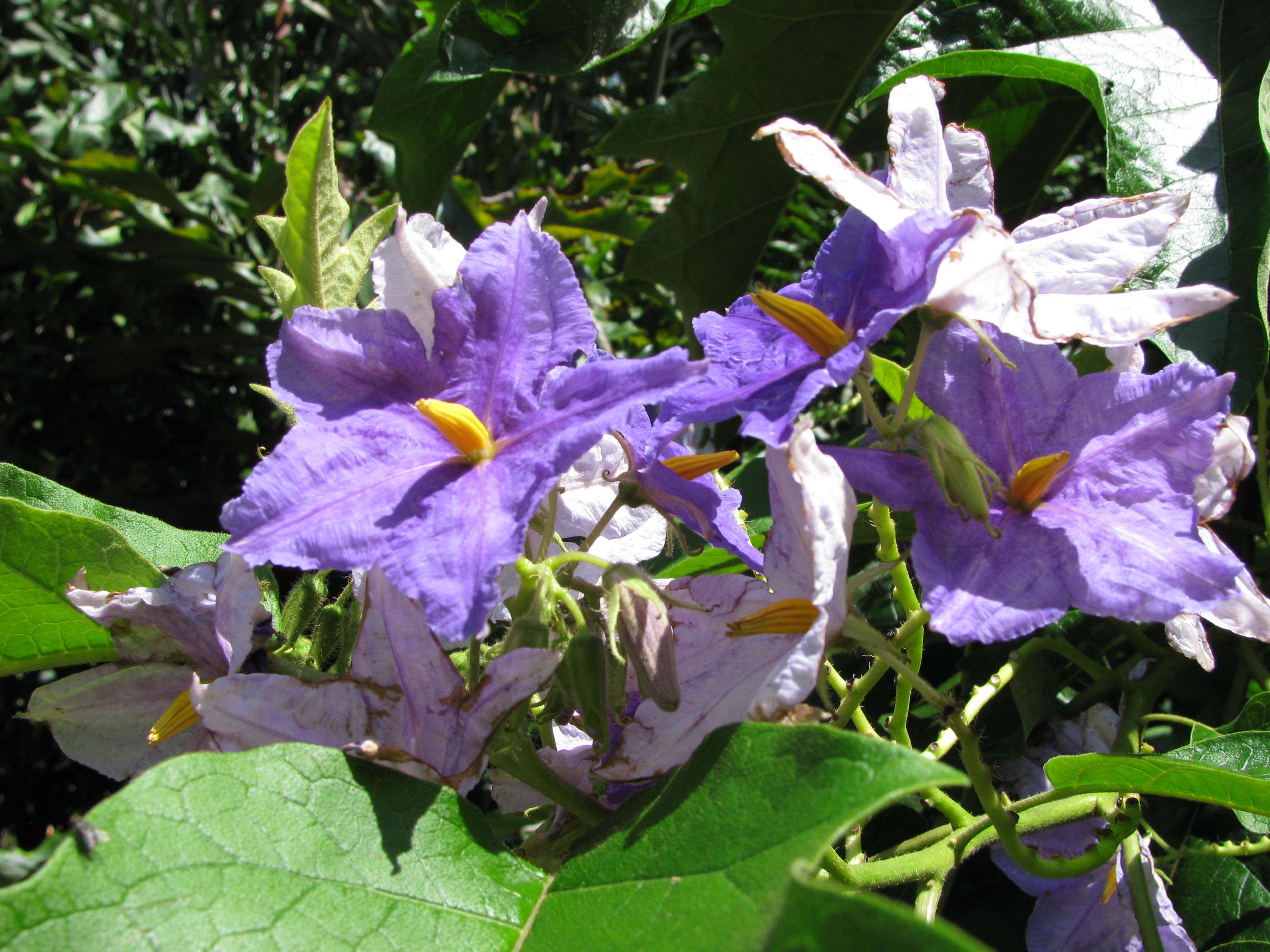 Solanum_wrightii02.jpg