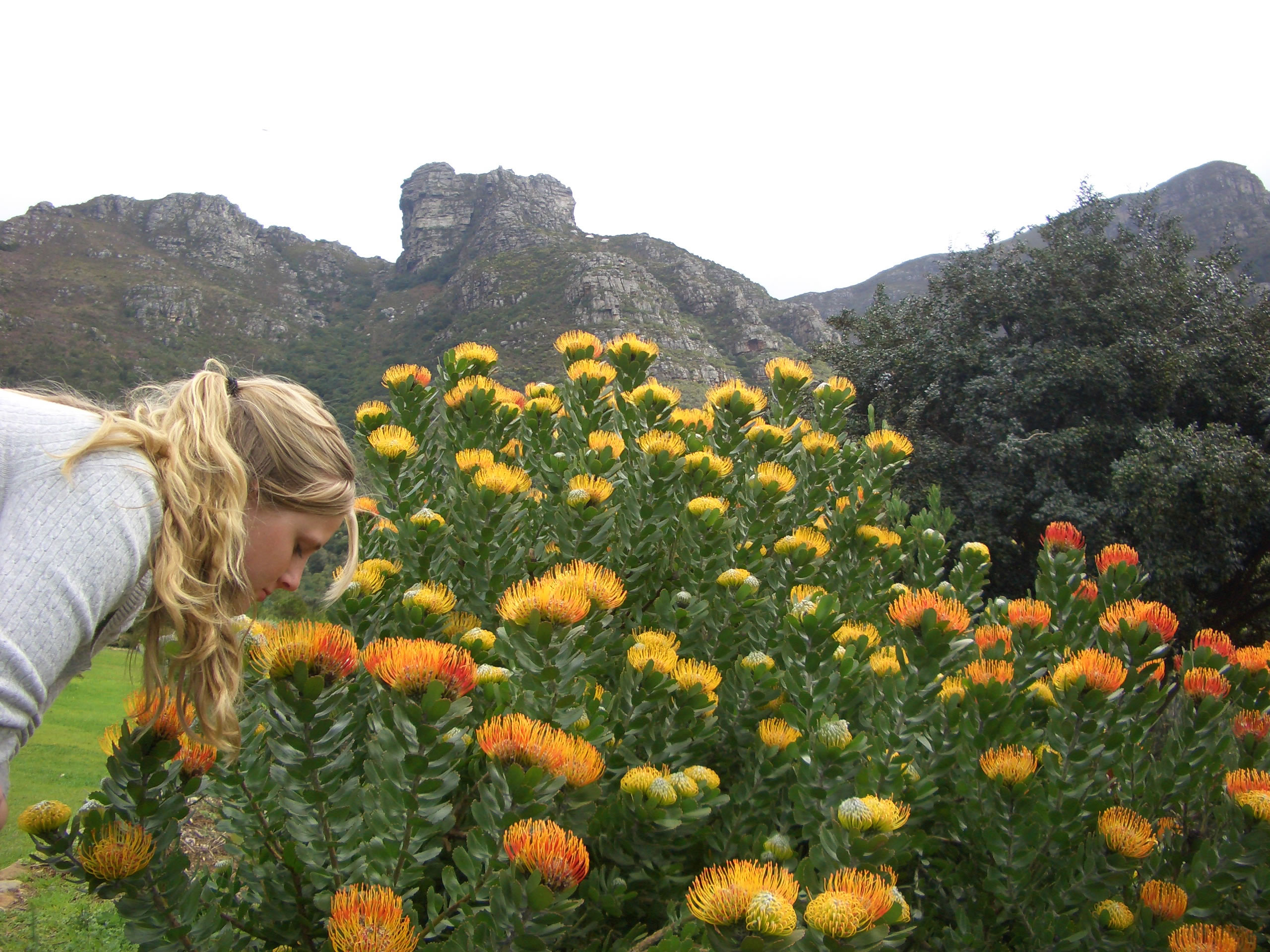 SOUTH AFRICA - Cape Town - Kirstenbosch National Botanical Gardens - M Herbst - 598_jpg.jpg