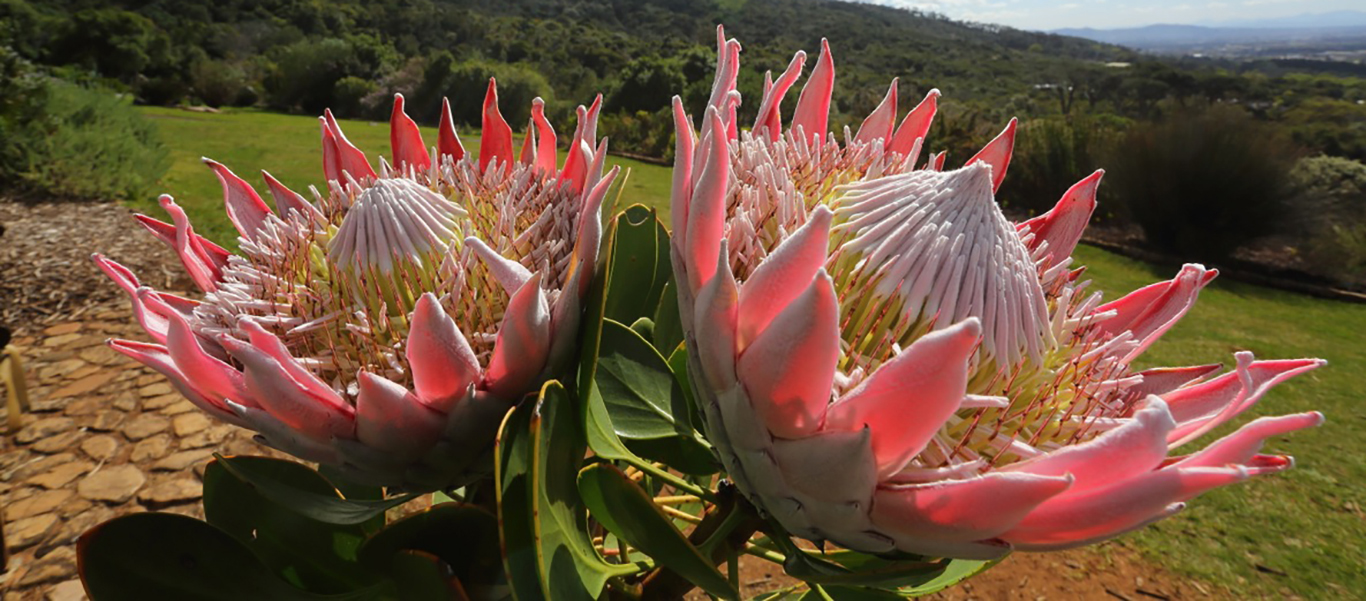 southafricaSlider_KingProtea_1366x601.jpg