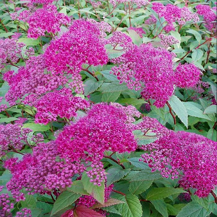 Spirea_frobeli.jpg