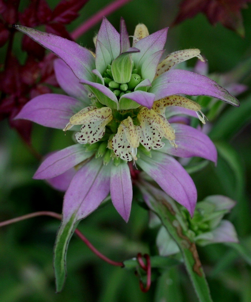 spotted bee-balm monarda punctata cbsp 81211.JPG