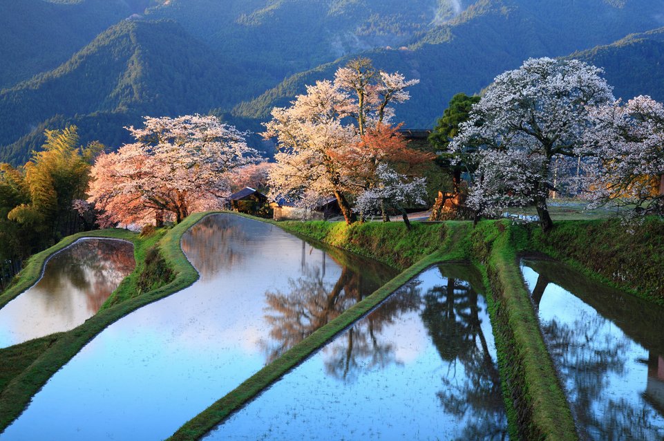 Spring-at-the-Shinpuku-in-Temple-Japan-Nature.jpg