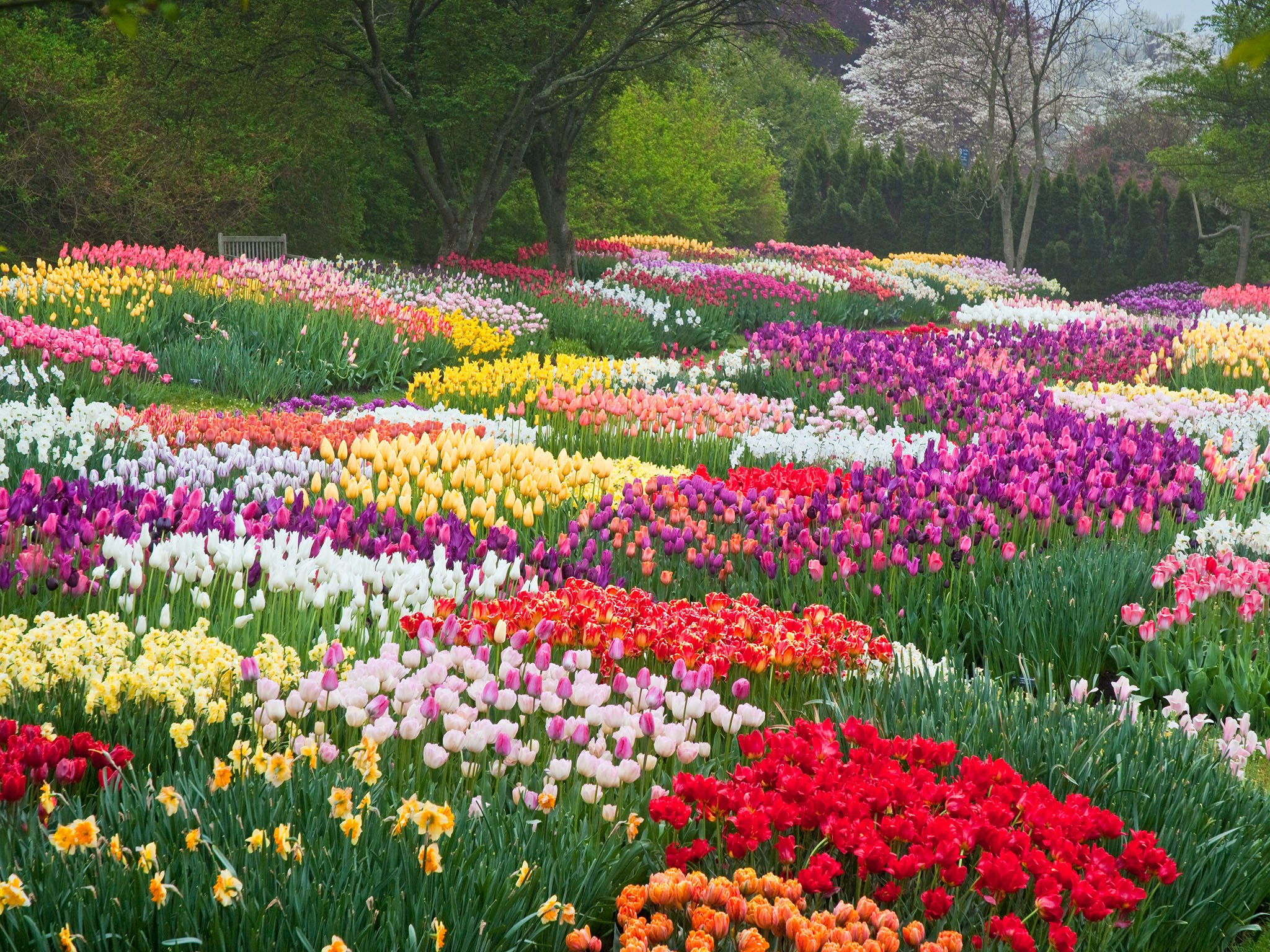 spring_flowers_2015_longwood_cr_Longwood Gardens L Albee.jpg