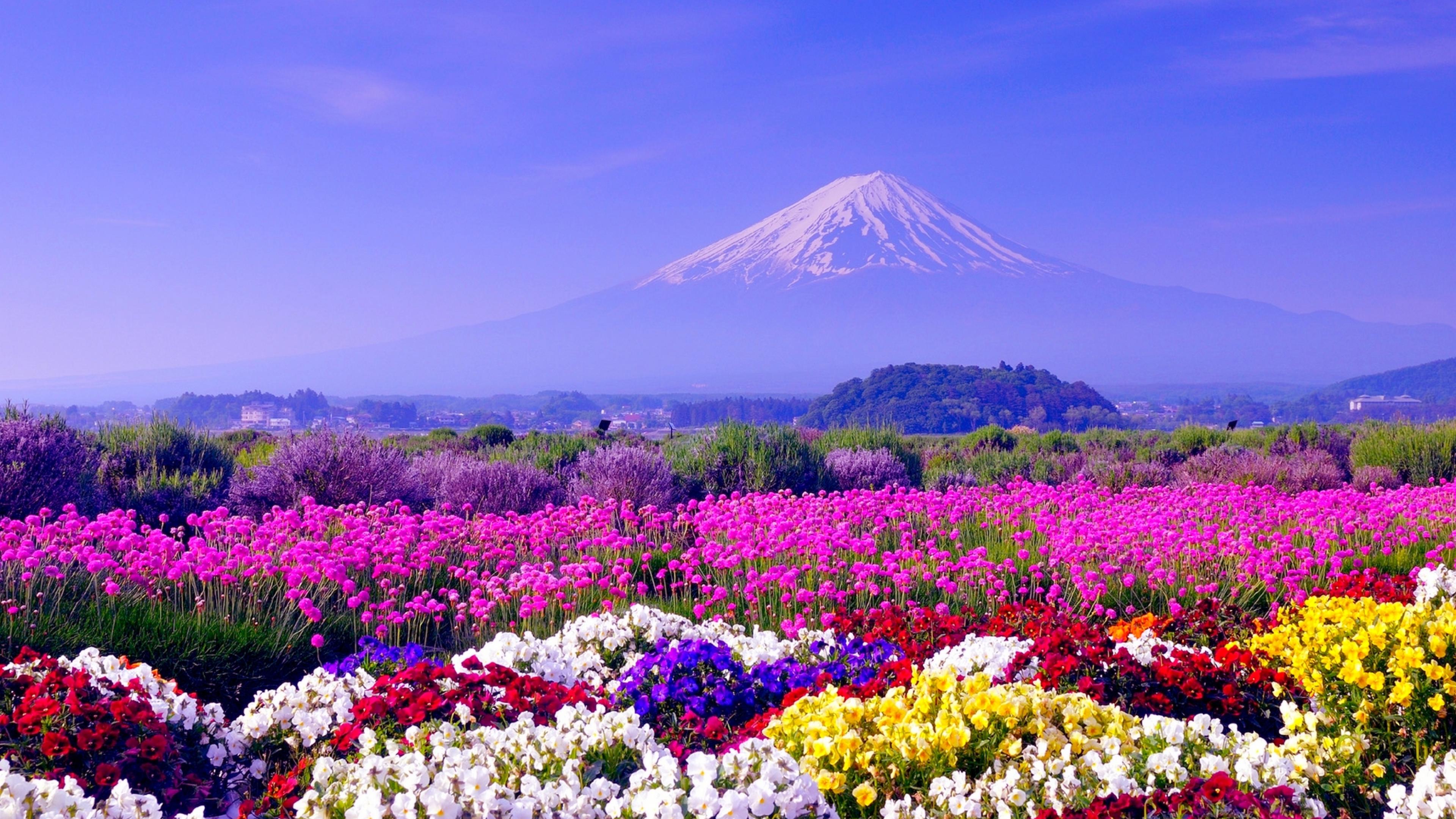 spring_japan_field_fuji_mountain_flowers_ultra_3840x2160_hd-wallpaper-1913474.jpg