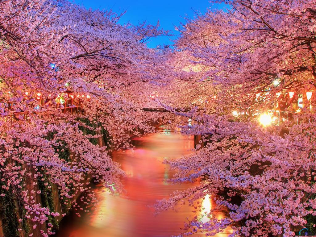 spring_japan_sakura_river_park_nature_hd-wallpaper-1885534.jpg