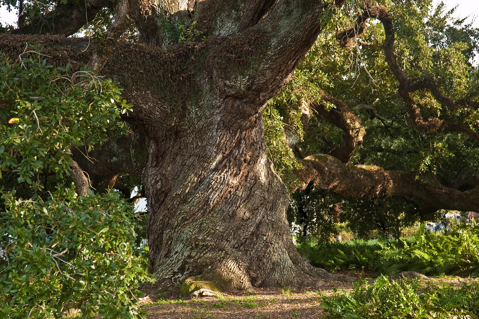 St_John's_Cathederal_Oak_Tree.jpg