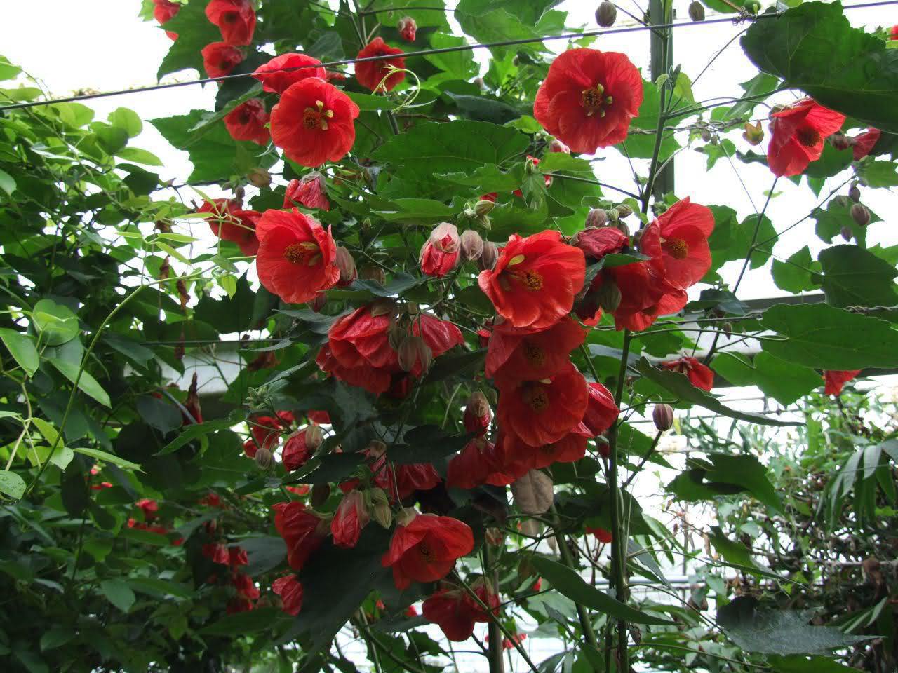 staen-klen-ili-abutilon-abutilon.jpg