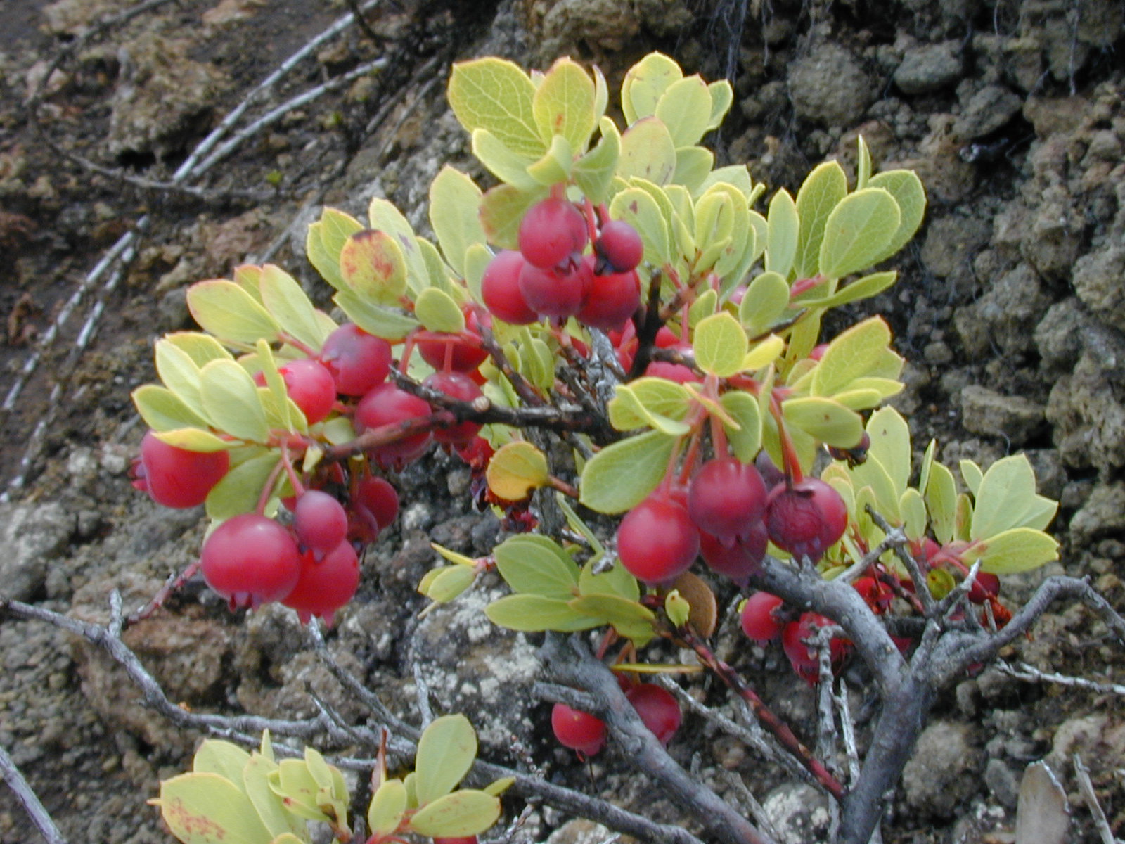 Starr_011003-0146_Vaccinium_reticulatum.jpg