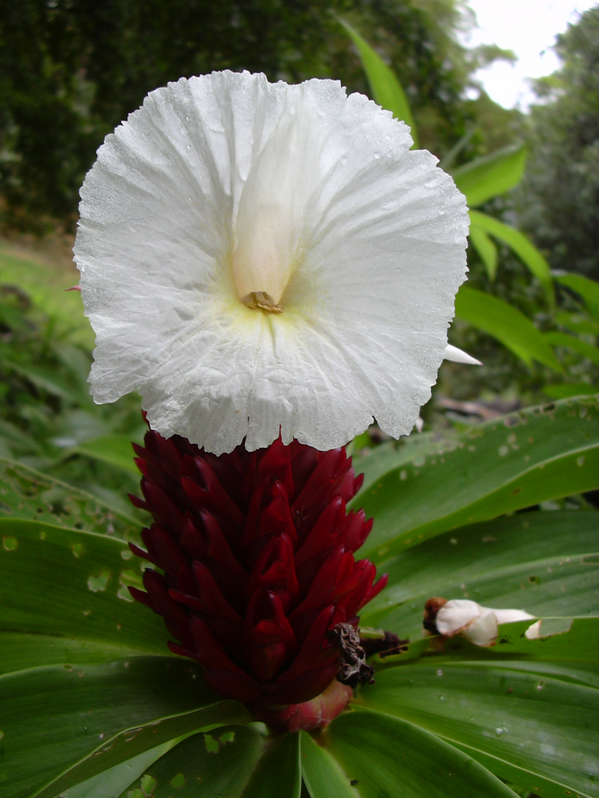 Starr_030807-0069_Costus_speciosus.jpg