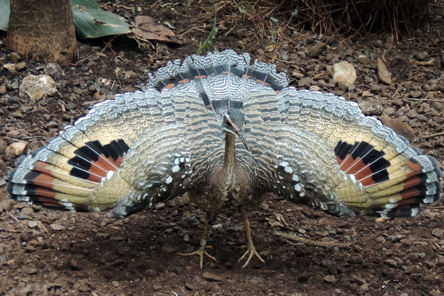 sunbittern_wing_display_by_faolruadh-d5og3ay.jpg