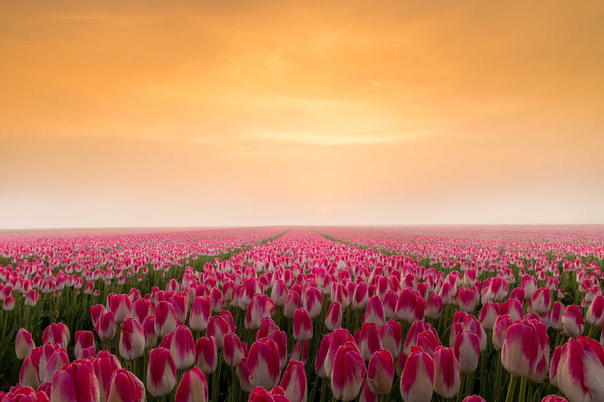 sunrise-in-a-tulip-field.jpg