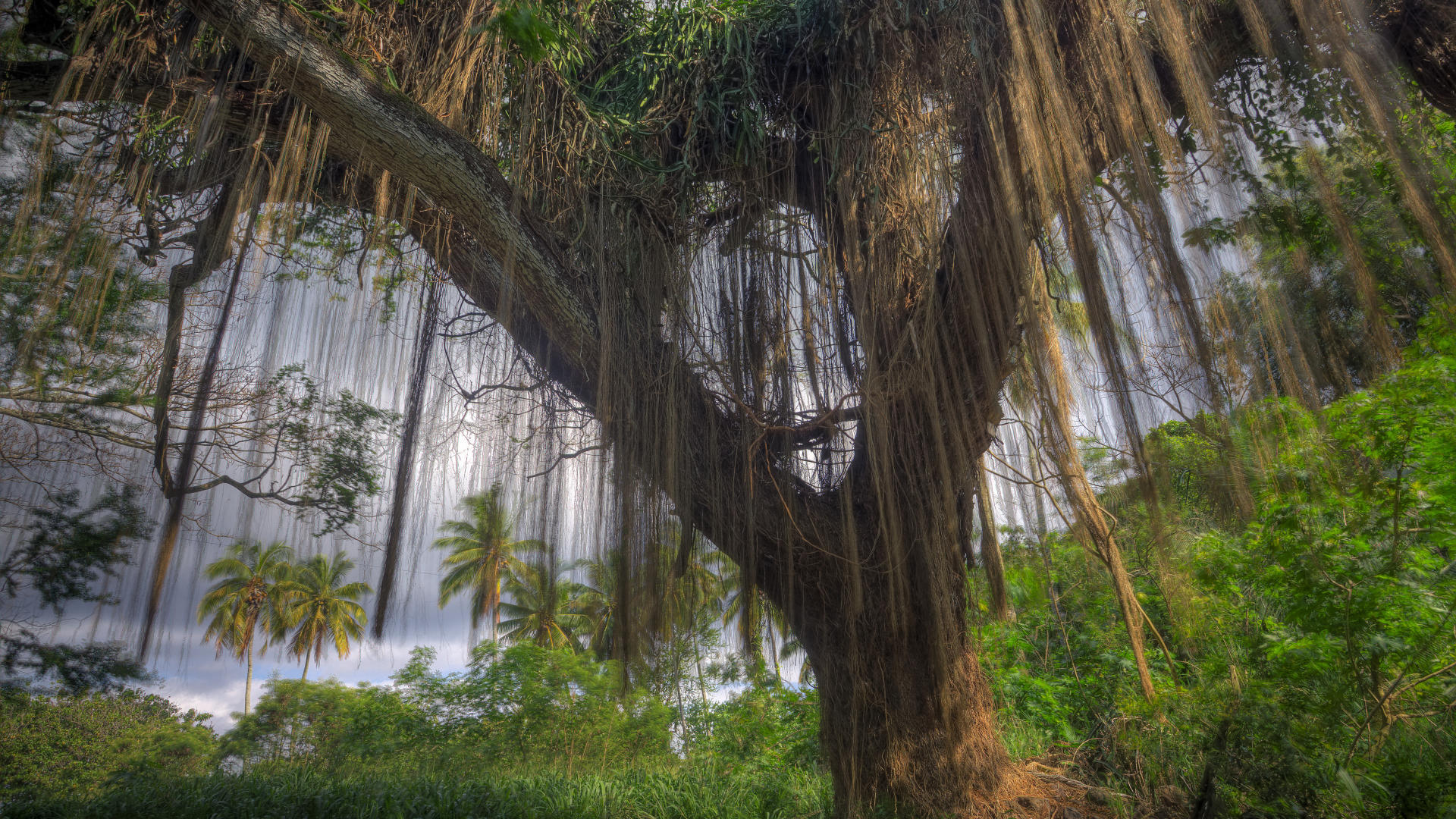 superb-tropical-tree-in-a-forest-hd-wallpaper-338648.jpg