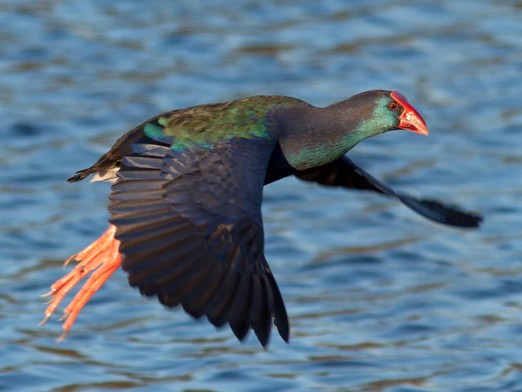 Swamphen,_Purple_CraigAdam.jpg