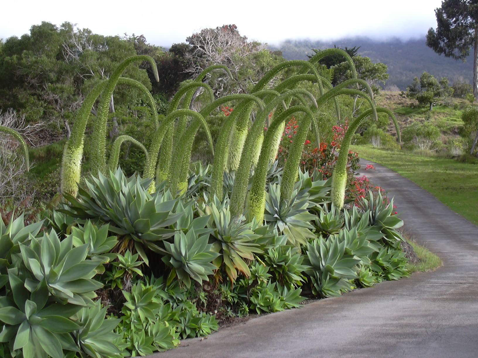 Swans-Neck-Agave-flowers-pics.jpg