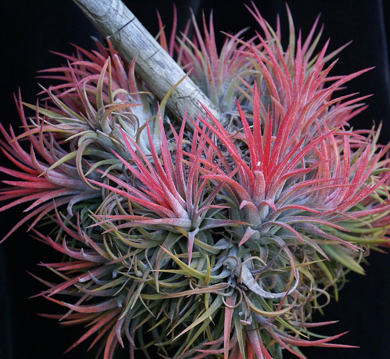 T ionantha 338a-DSC00186.jpg