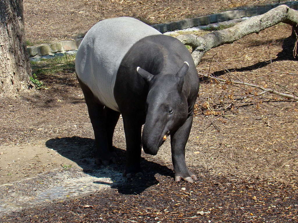 Tapirus indicus_5.jpg