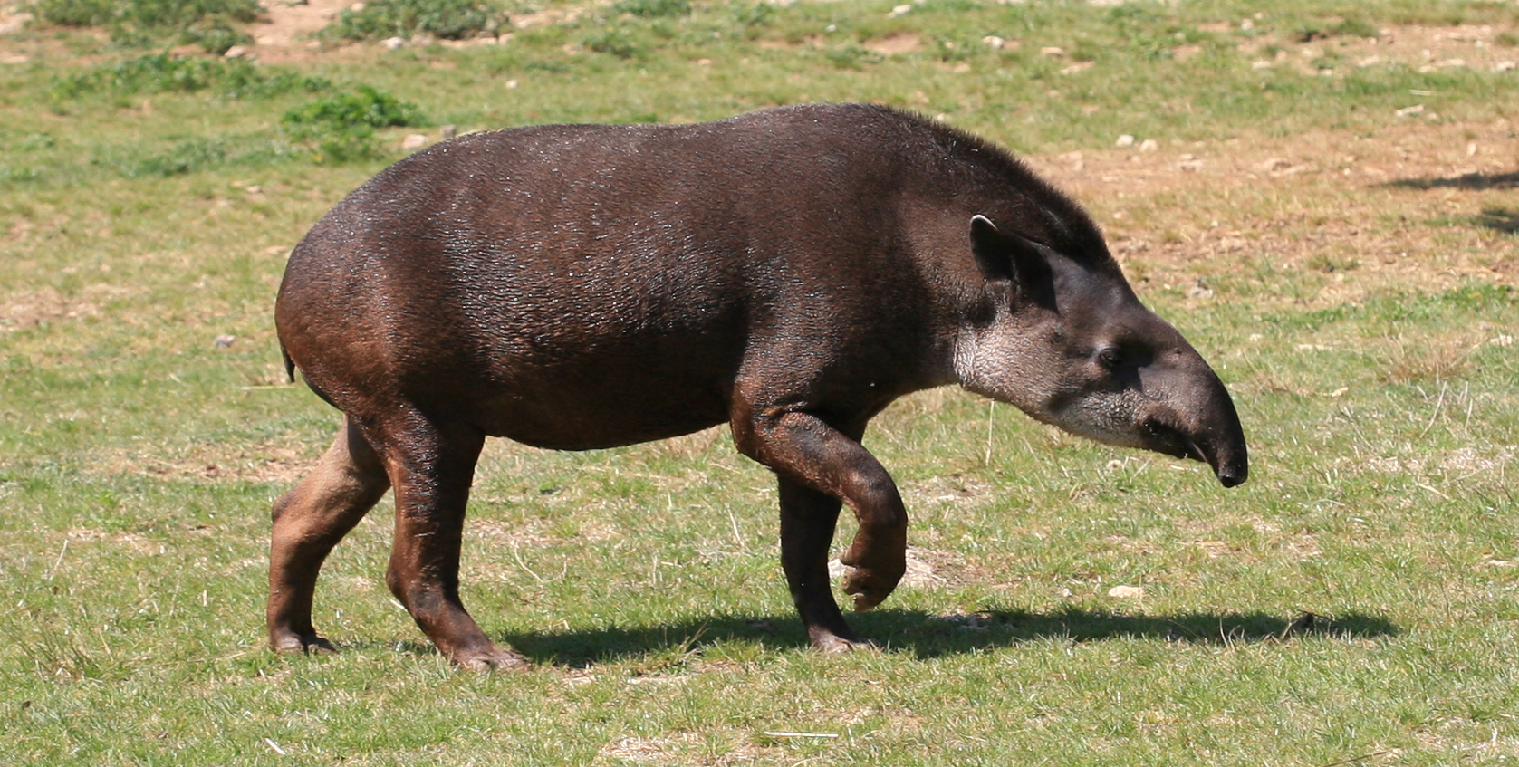 Tapirus_terrestris_(2)_by_JM_Rosier.JPG