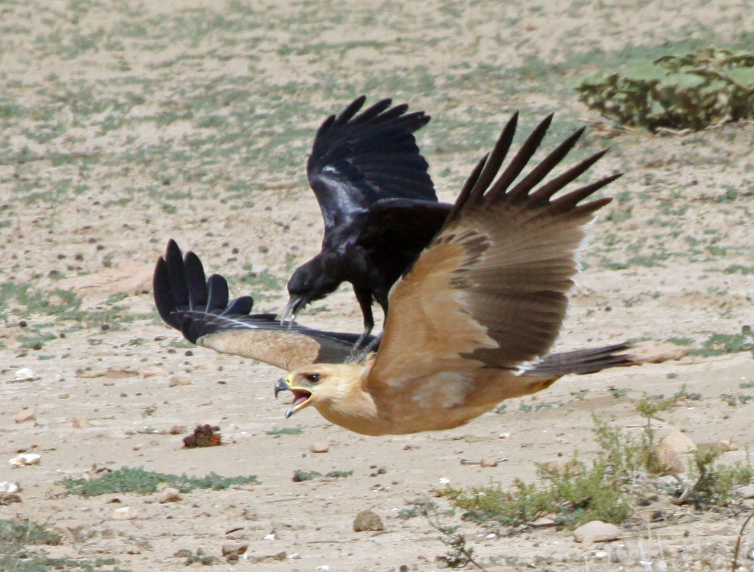 tawny-eagle-and-cape-crow.jpg