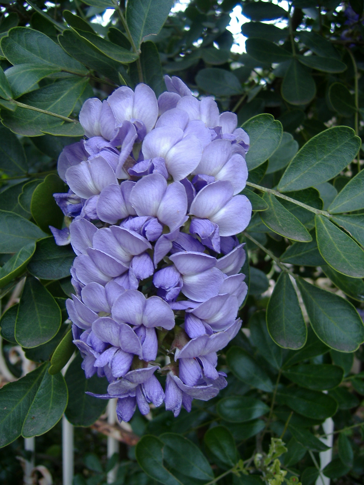 texas-mountain-laurel.jpg