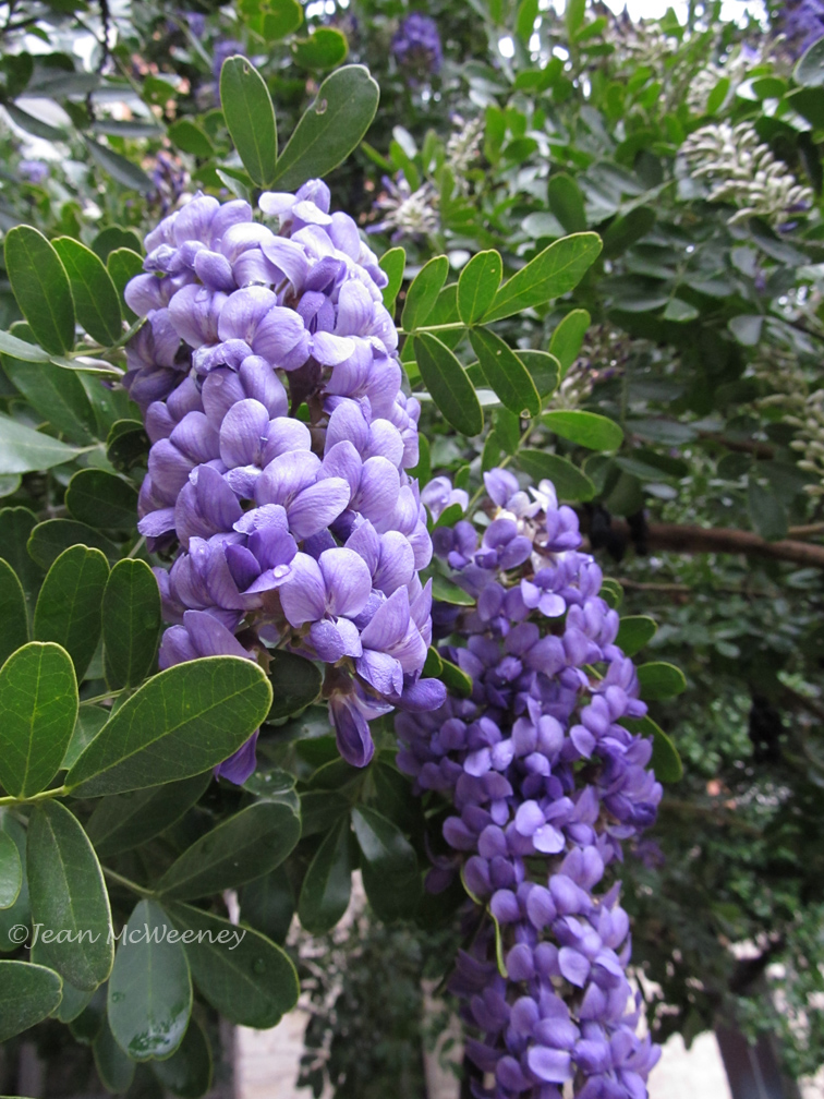 Texas mountain laurel Sophora secundiflora.jpg