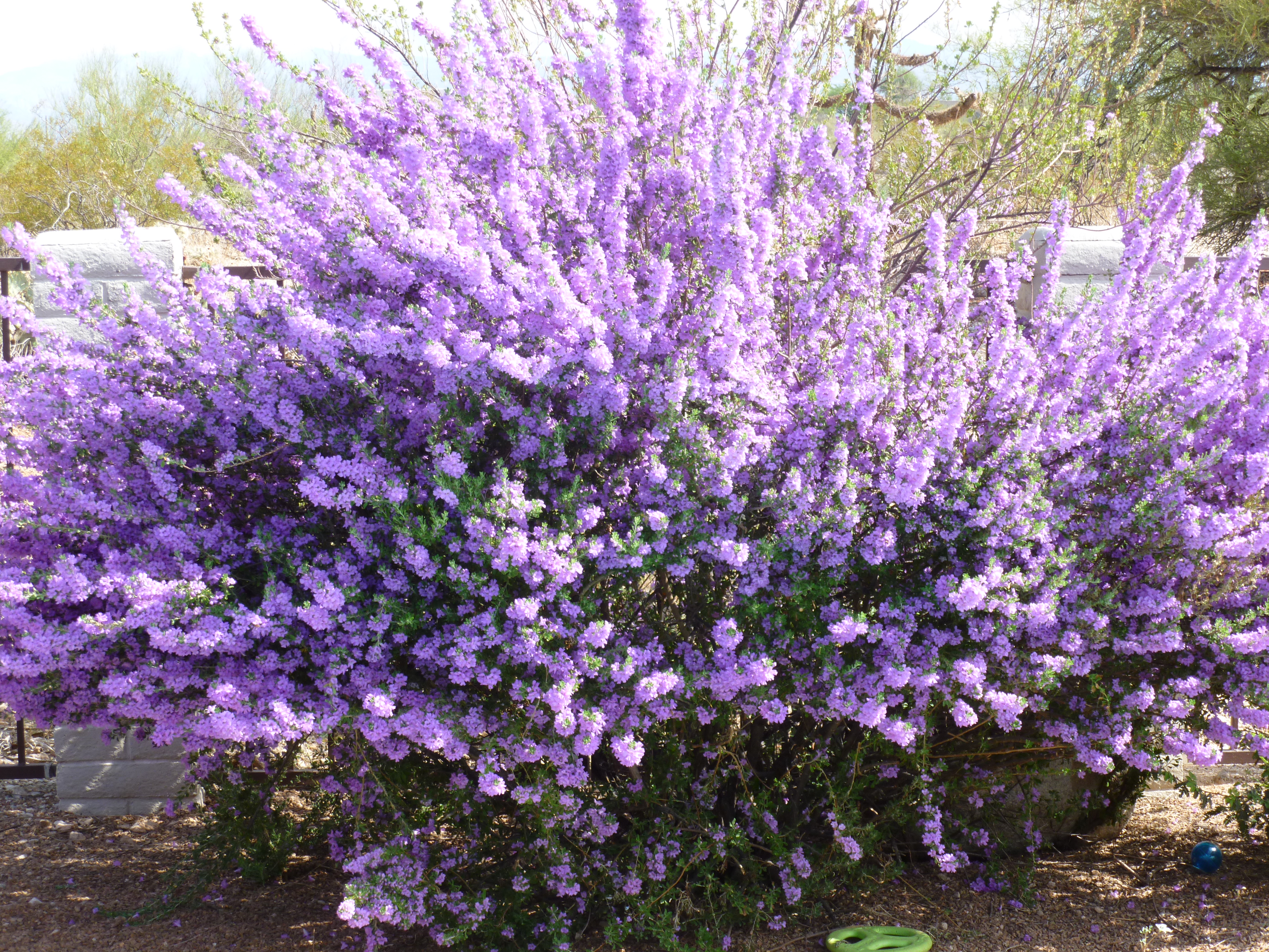 texas-sage-bush.jpg