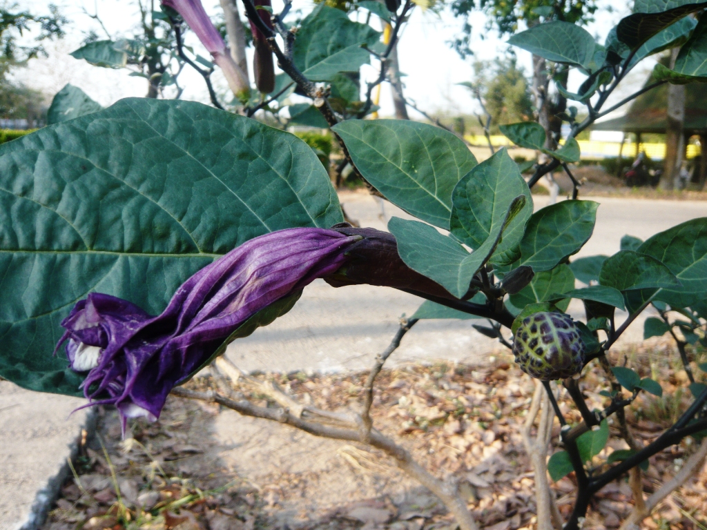 thailand fruit garden in pattaya (7).JPG