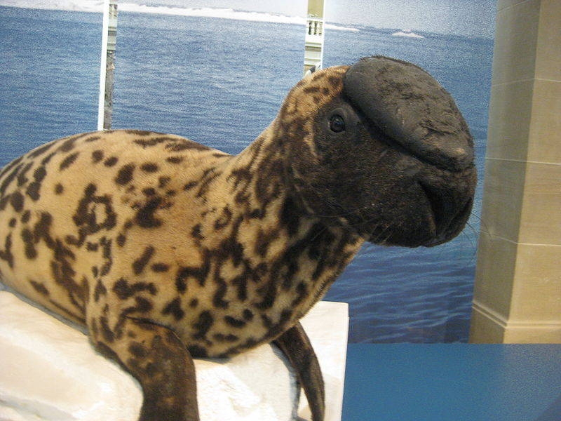 The-Hooded-Seal.jpg