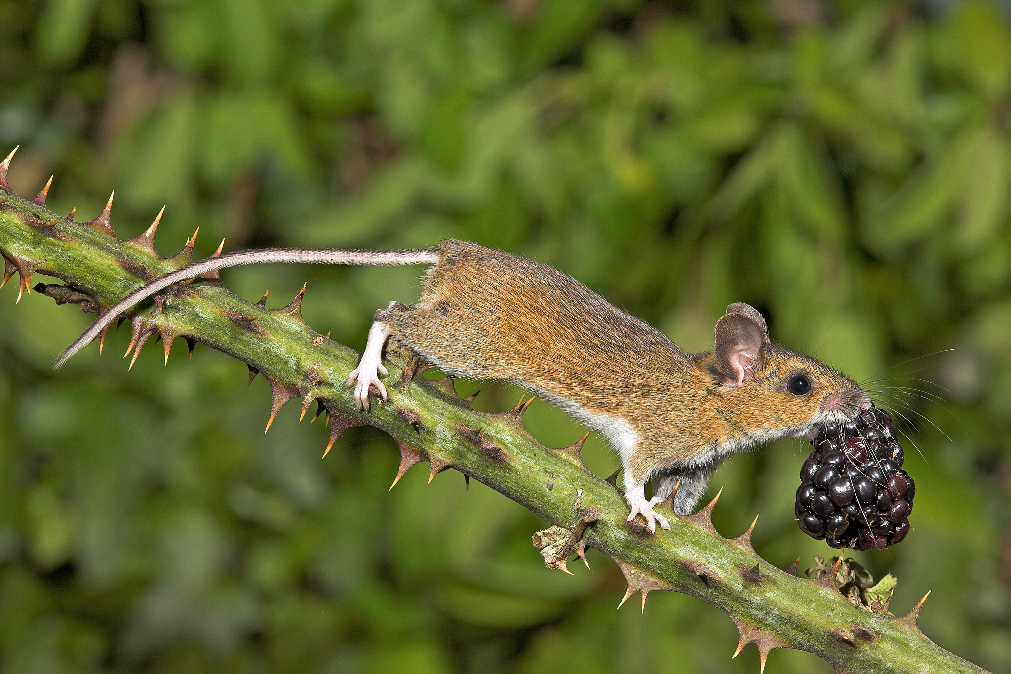 The-Mammal-Society-Mammal-Photographer-of-the-Year_2013_pixanews-13.jpeg