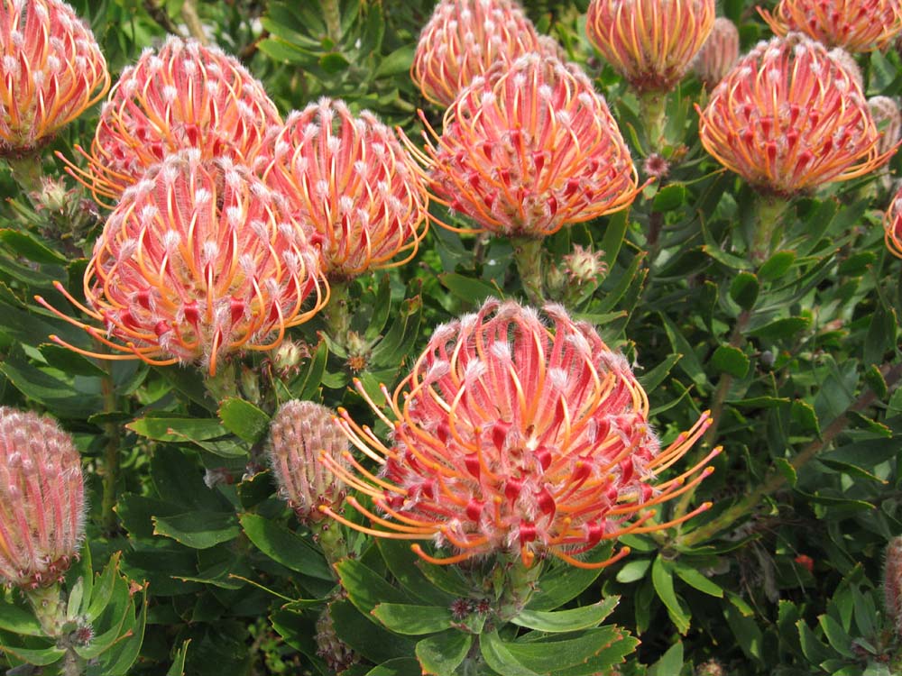 the pincushion protea - Leucospermum.jpg