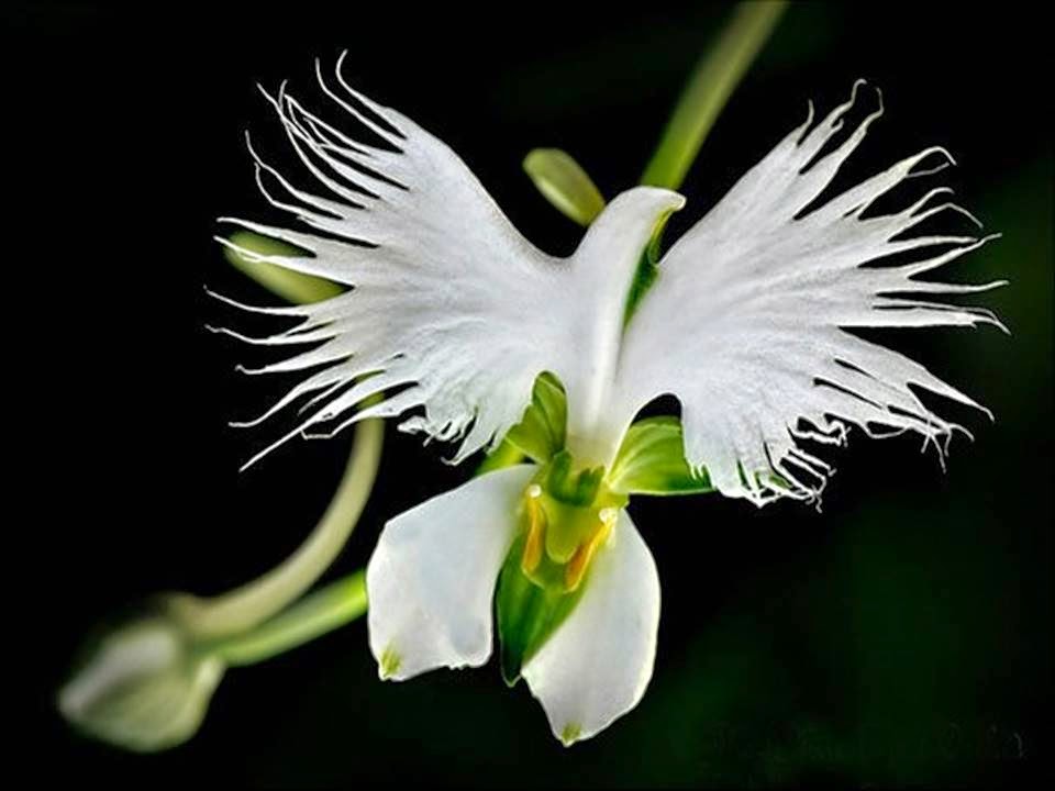 The-White-Egret-Orchid-Habenaria-Radiata.jpg