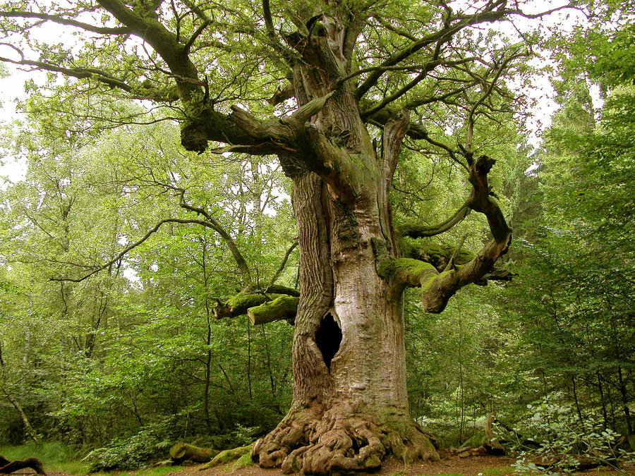 the_old_huge_oak_tree_by_williamsnape-d3enn3q.jpg