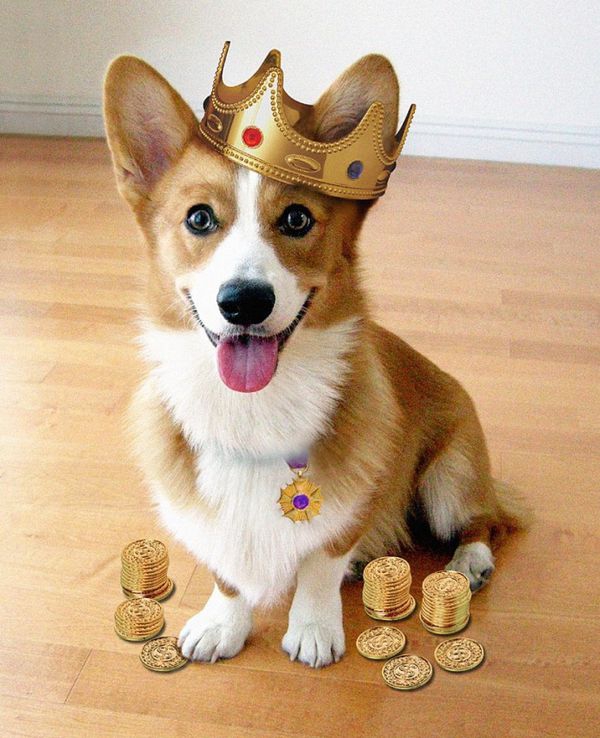 thecorgiking60595.jpg