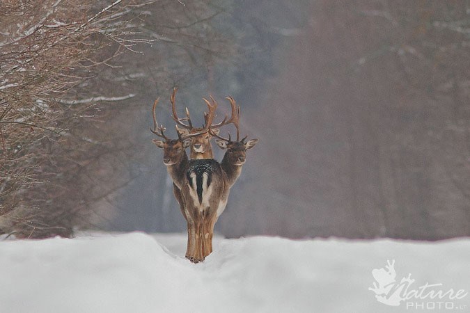 Three-Headed-Deer.jpg