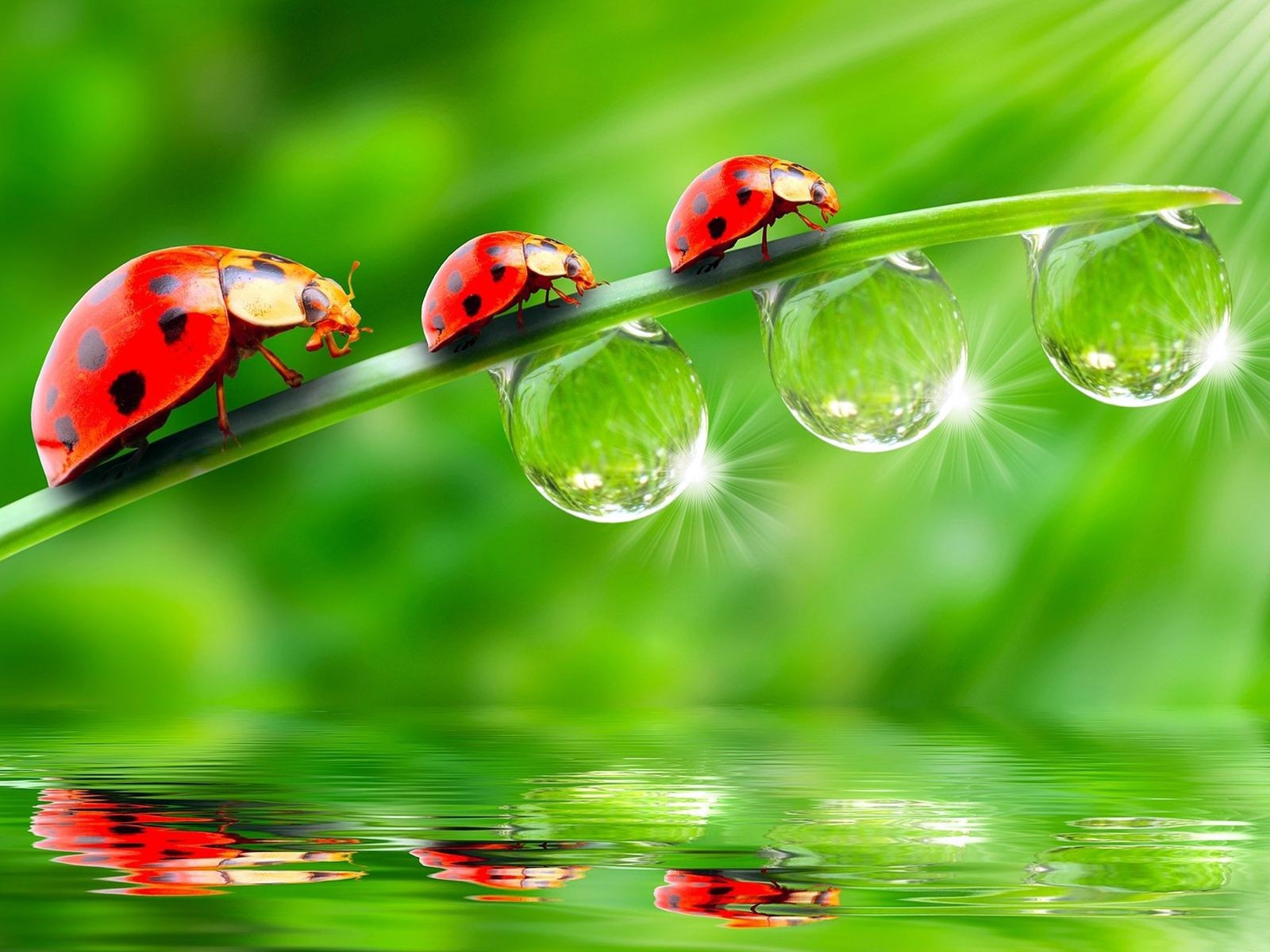 Three-ladybugs-on-green-leaves-drops-of-water_1600x1200.jpg