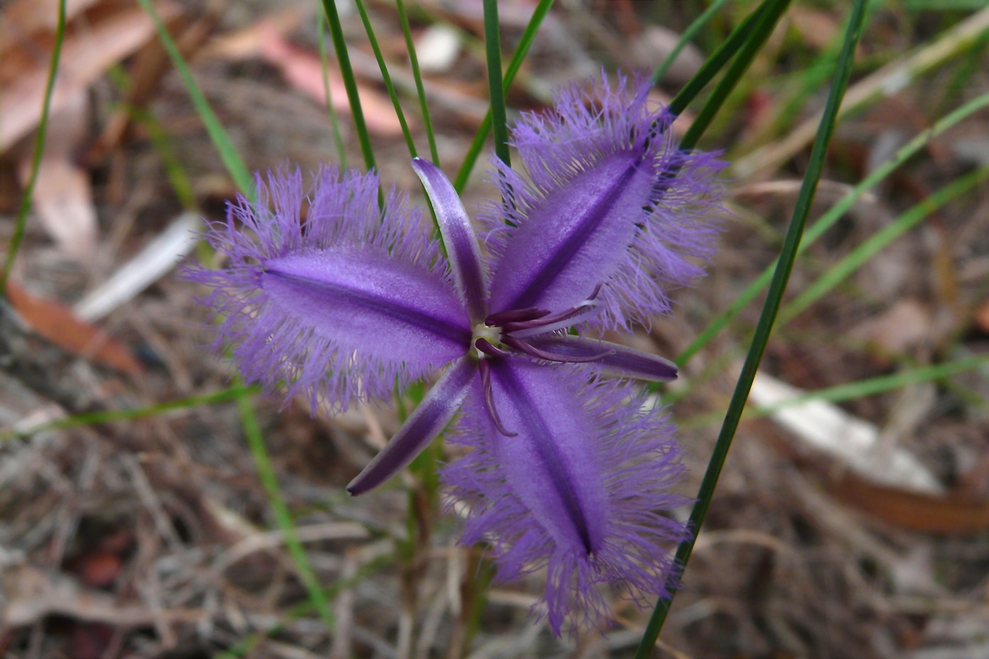 thysanotus-tuberosus-2_med_hr.jpeg