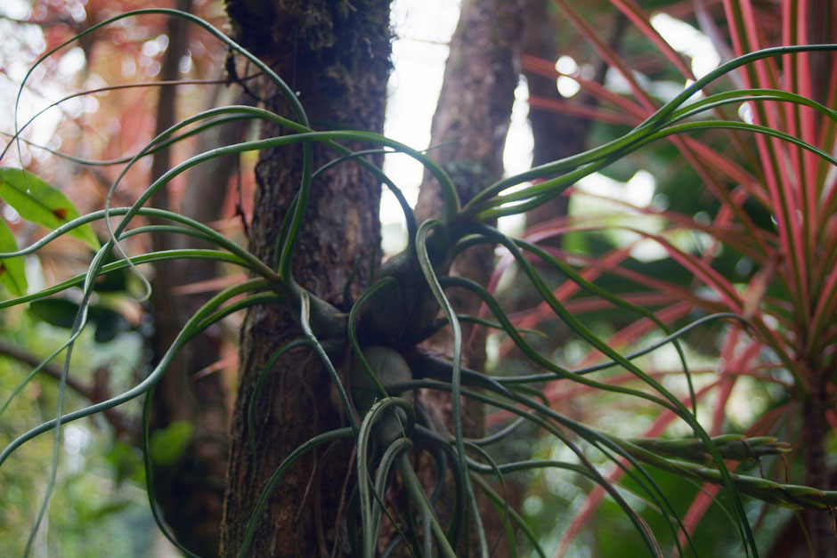 Tillandsia_bulbosa.jpg