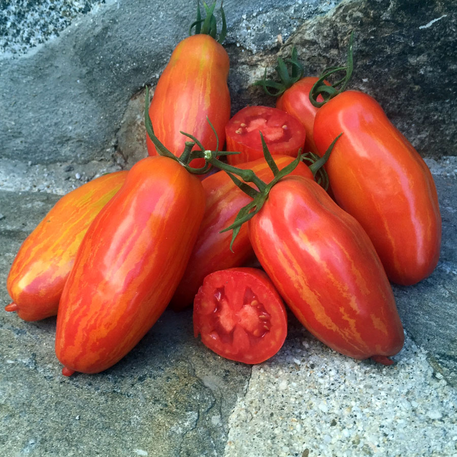 Tomato-Mariano-Fire-web.jpg